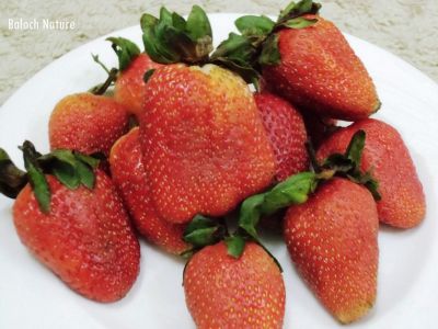 Strawberry
اسٹرا بیری
Strawberry
اسٹرا بیری اٹلی ءِ جنگلی میوہ ات ۔ اشیے اولی باگ فرانس ءَ 18 ہمی قرن ءَ جوڑ کتگ۔ بلے چریشیا پیش 14 ہمی قرن ءَ فرانس ءِ بادشاہ چارلس پنچمی ءَ اولی رند ءَ اسٹرا بیری وتی محل ءِ باگ کشتگ ۔ مرچاں ہمک جاہاں اشیارا کش انت بلے انگتہ بلوچستان ءَ اے کشگ نہ بوّگ انت ۔ اسٹرا بیری کسانیں کاہ ءِ کہ ڈولداریں اسپیتیں پُل ءِ پر کنت ءُ ہمے وڑا سُہریں بر پر کنت ۔ اشیے بر باز تام دار انت ۔

