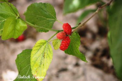 Mulberry, Morus nigra
تود
Tood
تود کسانیں ءُ کہ سیاہیں سُہریں اسپیتیں بر پر کن انت ، اے وھدے پُہتہ بیت باز نرم بیت ۔ اے یک نیبگے کہ مرچاں بلوچستان ءَ است انت ، اشیے دانگ شرکن انت ءُ تام دار انت ۔ 
