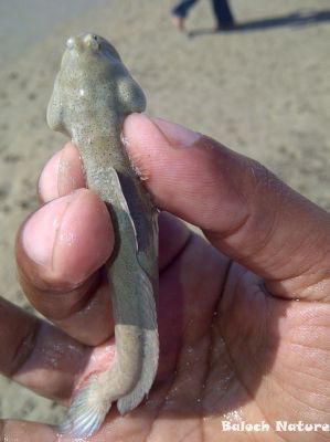Mudskipper
ٹونڈ
Tond
ٹونڈ کسانیں کوری ماھیگ کہ مدام کور ءِ لمبا لیچانی توک ءَ ھونڈ جنت ءُ وپس ات ۔ اے ماھیگ ءِ بلے آپ ءَ چہ درکیت ءُ کش ءُ گواراں ترّ اِت ءُ کاہانی چیر ءَ وپس ات ۔ءُ پہ وت ءَ وراک شوہاز کنت۔ اے بلوچستان ءِ وشیں آپانی گورمانی کش ءُ گوراں گندگ بیت ۔ اشیا پہ روگ ءَ پاد پر نیست بلے دیم دویں بانزلاں زمیں سک دنت ءُ لاپ موش بیت ءُ دیم ءَ کنز اِت ۔ ۔ 
