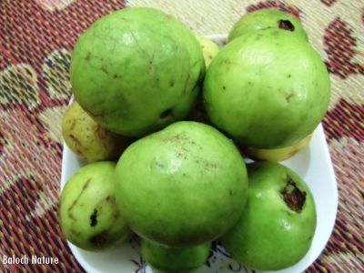 Guava
زیتون
Ziton
زیتون بُن اسل ءَ میکسیکو ءُ میانی امریکی میوہ ءِ  درچک ءِ کہ مرچی دگنیائے درائیں گرمیں ھنداں کشار کن انت ۔ عربستان ءُ ھند ءَ اے انگریز ءُ پُرتگیزی ءُ اسپانیشاں کشتگ انت ۔ اے کسانیں درچک ءِ سال ءِ دو رند ءَ بر دنت  اشیے دانگ چار تا دوازدہ سنٹی بنت ۔ اشیے دانگ سبز ءُ زرد ءُ ناسی رنگ انت بلے بلوچستان ءَ ناسی رنگ نیست انت ۔ دانگ ءِ سربری نیمگ گرّناک انت توک ءَ کسانیں دانگ مان انت کہ اسپیت ءُ زرد ءُ سُہر بنت۔ زیتون یک تامداریں نیبگ ءِ۔


