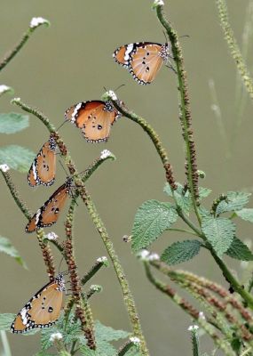 Butterflys
مُلاھوک
Mollahok
بہارگاہ ءِ درگت ءَ مُلاھوک ہم گیش بنت ءُ بہارانی سرا نند انت ءُ وتی ھاجت ردا شیرگ چونس انت ، ادا مُلاھوک کوڈالوک ءِ سرا نشتگ انت ۔

