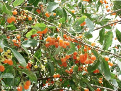 Ehretia obtusifolia

kasanin liwar
کسانین لیوّار
کسانیں لیوّار بلوچستان ے درچک نہ انت - اے بلے مرچاں بلوچستان لوگانی دیم او باگانی توک ا دست کپیت - او اشیا کسانین زردیں دانگ لپچناک انت بلے گونڈو اشیا پہ شوق سرچن انت او ورانت - بلے اے ھاسیں نیبگے نہ انت -۔
