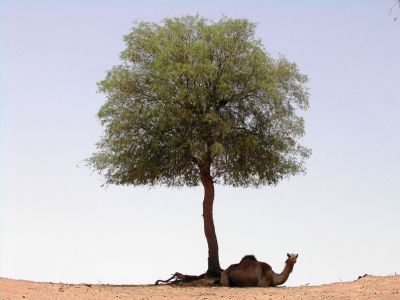 Prosopis cineraria and camel
کہیر ءُ ھُشتر
Kaheer o Hoshter
کہیر یک ٹوہیں ساہگ داریں درچک ءِ کہ بلوچستان ءِ وڑ ءُ جنگلاں رودیت ۔ ایشانی ساھگ ءَ رمگ ءُ ھُشتر ءُ دگہ ساہدار وتی گرم ءَ سرد کن انت ۔
