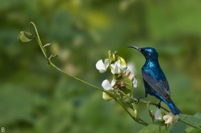 Purple sunbird
سیاہیں پیٹک
Seyahin Pettik
سیاہیں پیٹک ایشیائے تانسریں ہنداں است بلے گیشتر کسانیں برّے کوچگاں دست کپیت ، اے بلوچستان ءَ سال ءِ دوازدہیں ماہاں است بلے بہارے درگت ءَ گیشتر بیت ۔ اے گیشتر چہ درچکانی پُلاں شیرگ درکنت ءُ وارت بلے بالو ءُ پاتو ہم گپت ءُ وارت ۔سیاہیں رنگ ءِ پیٹک کروس انت ءُ نکینک زیتونی رنگ انت ۔ 
