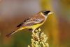 Black_Headed_Bunting_By_Rajish_Panjwani.jpg