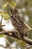 Filename=Eurasian_Eagle_Owl__.JPG
Filesize=97KiB
Dimensions=533x800
Date added=Sep 19, 2014 Eurasian_Eagle_Owl__.JPG
