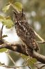 Eurasian_Eagle_Owl__.JPG