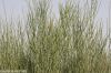 Filename=Gishter_5266.JPG
Filesize=286KiB
Dimensions=1350x900
Date added=Sep 09, 2014 Gishter_5266.JPG