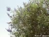 Filename=Gowanik_0799.JPG
Filesize=471KiB
Dimensions=1600x1200
Date added=Jun 02, 2013 Gowanik_0799.JPG