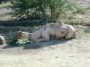 Filename=Hoshter0606.JPG
Filesize=284KiB
Dimensions=1333x1000
Date added=Aug 22, 2013 Hoshter0606.JPG