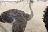 Filename=Hoshter_morg_0462.JPG
Filesize=191KiB
Dimensions=1350x900
Date added=Apr 24, 2013 Hoshter_morg_0462.JPG