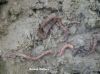 Filename=Kerm_-01097.jpg
Filesize=198KiB
Dimensions=1467x1100
Date added=May 28, 2013 Kerm_-01097.jpg