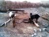 Filename=Seyah_pas2800129.jpg
Filesize=255KiB
Dimensions=1152x864
Date added=Jun 02, 2013 Seyah_pas2800129.jpg