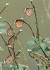 Filename=bunch_of_butterfly.jpg
Filesize=133KiB
Dimensions=730x1024
Date added=Sep 03, 2014 bunch_of_butterfly.jpg