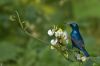 Filename=purple__sunbird.jpg
Filesize=40KiB
Dimensions=909x600
Date added=Jul 11, 2013 purple__sunbird.jpg
