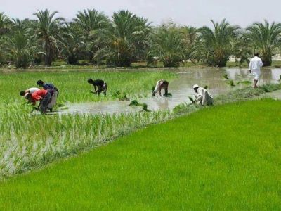 Rice farming
برنج ءِ کِشگ
Brinj e keshag
بلوچستان ءَ برینج باز کم کشار کن انت ۔ چیا کہ برینج باز آپ لوٹ ات ۔ ءُ بلوچستان ءَ آپ باز کم انت ۔ بلے ہما جاہ ءَ کہ آپ باز بیت ہمود ءَ برینج کش انت ۔ برینج ءَ واستہ زمیںن بزاں ڈگار آپ باز دیگی انت ءُ آپ تاں چیزے روچ ءَ آپ مہ ہوش ات ۔ برینج ءِ ڈگار ءَ شرد کن انت ۔ ادا شرد ءِ توک ءَ ہشر کتگ ءُ برینج کشگ آ ہنت۔ 

