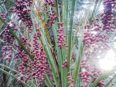 Date palm tree
کونگو
Kongo
کونگو یک تامداریں ناہ دیوکیں مچ ءِ کہ بلوچستان ءَ است انت  ۔ اے سُہریں رنگ ءُ سیاہ کونگیں ناہ پر کنت ۔ کونگو اولی مچ انت کہ پہ یک ٹال ءِ گنش ءَ ہم بندیت ۔ اشیے نام تام دار انت ۔ چہ شیرگ ءَ پُر انت ۔ 
