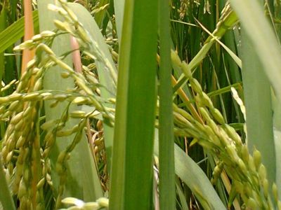 Oryza sativa (rice)
برنج
Brinj
برنج بلوچستان ءِ کوھنیں دھلان چہ یک ءِ . برنج ءِ چونایا دو ٹک انت بلے خانوادہ بے حساب انت ۔ 13000 ھزار سال پیش چین ءَ کشارورزی بوتگ ۔ بزاں اشیے بُن رودگ  ایشیا انت ۔  ءَ دگنیئے توک ءَ گیشتر اشیا ءَ پیداک بیت ۔ 
