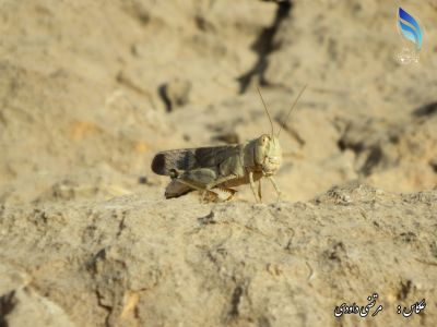 Grasshopper
گُرّی مدگ
Gorri Madag
گُرّی مدگ ہم یک کٹگ ء اے گیشترا میدان او کشارانی تہا دست کپیت - گُرّی مدگ ء جنگ او کُشک بلوچ شر نہ لیک انت - پرچا اے بی ھیریں او بے تاکیں کٹگ انت - اے مردما گندات بلے بال نہ کنت - اشیا مالوم بیت کہ اے ایوکیں کٹگ انت کہ انسان دوست انت - چمیشکا بلوچ گُرّی مدگ ء نہ جن انت او گار و گور نہ کن انت - او وتی چُکّاں مکن کن انت -۔

