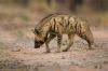 Haptar__Hyena_of_Balochistan.jpg