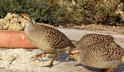 Grey Francolin 
Kapinjar

کپنجر بلوچستان ء لدانی زیمُر انت - کپنجرے آواز بُرز انت - بالی مُرگانی توکا گیشتر کپنجرا وتی لوگا دارنت چیا کہ کپنجر زوت رامگ بیت - اے یک وفاداریں مرگے وتی واھندا یل نہ کنت - بلوچستان ء وڈ، بل، چاب او لد کپنجرے تروتاب ء جاہ انت -
