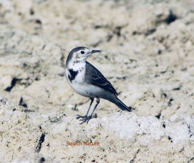 Wagtail

Nambol
نمبُل
نمبُل کسانیں مرُگ ء دراجیں دُمبی انت - بلوچستان ء نمبُل گلّہ ء نمب ء او ایرھت بزاں کڈبے رون ء بازبیت - نمبُل کٹگ بالو پاتو چریت او کرم چنت وارت - نمبُل ہروھدا وتی دُمبیا سُرین ات - نمبُل گیشتر ڈگاراں کہ آپ بیت ہمودا موجود بیت - پرچا کہ آپ کشارے کٹگاں بال دنت او کرماں ڈنّا کارایت او نمبُل ہمیشاں چنت او وارت ۔ بلوچستان ء ھند و دمگاں اشیے باز نام انت - نمبُل، نمبی، بازارُک او تیلیسک ہم گوشنت۔

