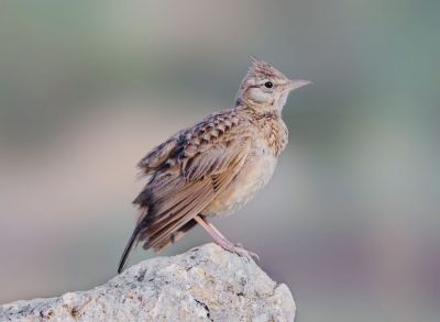 Crested Lark

Bolli
بُلی

بُلّی کسانیں مُرگے کہ گیشتر ماں کشاورزیں ڈگارانی ھند و دمگاں گندگ بیت - بُلّی ء باز جاہ ء چڑ بُلّی ، بُلّی چڑول ہم گوشنت - بُلّی اگاں ایوک بی بیت گڈ بُرزگیے سرا نیندیت او الہان کنت - اشیے آواز باز دوستناک انت - سُہبانی سرا ڈگارانی سرے وپتگیں مردمان چہ واب ء گوں وتی الہان ء پاد کنت

