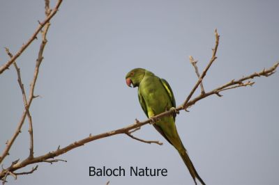 Parrot
Mitto

مٹّو یک بالی مُرگے کہ گیشتر سبز او آبادیں جاگہاں بیت - مٹو بلوچستاں روچدراتکی ہند و دمگان بیت بلے مکران ء نہ بیت - انچو گولو پیدارک ء نہ نند انت انچو مٹو مکران ء ہم نہ نند انت - مرچی باندا مٹو باز مردم وتی لوگ ء داریت - مٹو ء گپ سیکارین انت -۔
