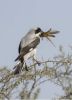Filename=Steppe_Grey_Shrike.jpg
Filesize=73KiB
Dimensions=750x1031
Date added=Nov 02, 2025 Steppe_Grey_Shrike.jpg