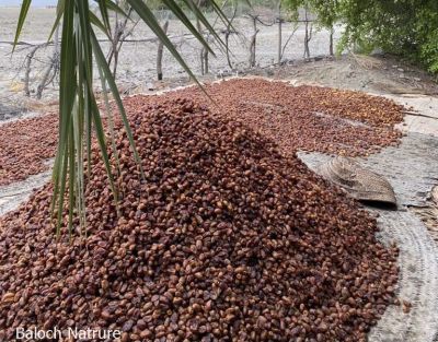 Dry Dates
Nah e Aakot
ناہ ءِ آکوٹ
گرماگ ءَ بزاں آمین ءَ ناہاں زورنت ءُ شگنزاں گورپات ءِ سرا ہیر کن انت تنکہ اے ناہ ھراب مہ بنت بگندے ہُشک بہ بنت ۔ ہشکیا رند ناہاں من انت ءُ پاتاں کن انت 
اے اکس ءِ توک ءَ ناہ آکوٹ انت ءُ ہُشک انت ۔ ءُ پہ مہ نگ جاہز انت ۔ 
