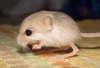 Balochistan_pygmy_jerboa.png