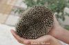Hedgehog_IMG_8516.JPG