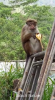 Filename=Monkey.png
Filesize=570KiB
Dimensions=352x640
Date added=May 22, 2025 Monkey.png