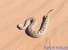 Filename=Viper_snake.jpg
Filesize=57KiB
Dimensions=847x620
Date added=Jun 08, 2026 Viper_snake.jpg