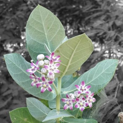 Calotropis Procera
کرگ
Karag
ء اسپیتچکیں درچک ء گیشتر ماں جنگل و میداناں رودیت اے گلابی نمونگیں ڈولداریں پل پر کنت امب ء وڑین بر پر کنت - کرگ سال ء دوازدہیں ماھاں سبز ء پل ء بر انت - بلوچستان ء گیشتر ہند و دمگاں کرگ رودیت - 
کرگ ء درمان جاہ ء کارمرز کن انت
Pic by Dr. Naseem Baloch
