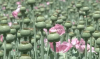 Filename=Ashash_apeem.png
Filesize=496KiB
Dimensions=800x475
Date added=Jul 15, 2026 Ashash_apeem.png
