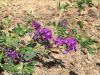 Filename=Espost.JPG
Filesize=261KiB
Dimensions=1333x1000
Date added=May 21, 2026 Espost.JPG