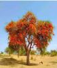 Filename=Parpoks.jpg
Filesize=34KiB
Dimensions=411x486
Date added=Jul 11, 2026 Parpoks.jpg