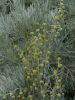Filename=Artemisia_arborescens.jpg
Filesize=110KiB
Dimensions=675x900
Date added=Aug 01, 2026 Artemisia_arborescens.jpg