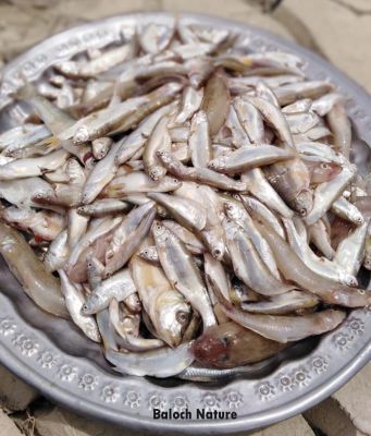sweet water fishes
کورماھیگ
Kormahig
کورماھیگانی گندگ ءَ مردم دلمانگ بیت ۔ کورماھیگ بجن شپکاں ءُ اشکرانی سرا بریج ء آئیے دگہ تام بیت۔ 
