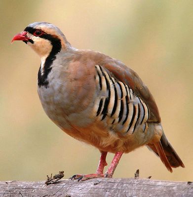 Red Legged Partridge
Kabg
کبگ
کبگ باز ڈولداریں بالی مُرگے - اے گیشتر ماں گریشگ او کوہ او ڈرّاں بیت- کبگ انچو ڈولدار انت تو ہمے وڈا آئیے رواج ہم باز ستا کرزانت -  سبک سبک او میزان میزانا وتی پاداں ایر کنت - چریشیا بلوچ شاعران گوشتگ ' کہ تئ کبگی رواجاں منا شیدا کتگ' ۔
