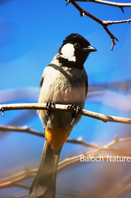 White-eared Bulbul
Koli
کُلی
کُلی بزاں بُلبُل کسانیں بالی مُرگ ء کہ بلوچستان ء درچک دارانی، کشارانی، باگ و پُلّانی، اوبہارانی زینت انت - کُلی وتی ہمراہ ء جدائی یا باز دلسوزیں پریاد کنت - بلے بہار او پلانی توکا آشقی الہان کنت کہ کہ ھمک عاشق ء وتی نیمگا دلگوش گور کنائین ات - 

