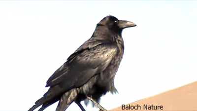 Crow
Gorag
گُراگ
گراگ یک ڈالیں بالی مرگے کہ گیشتربلوچستاں کوہ ، لداں او دریا بارا بیت - گراگ ء آواز باز بُرز انت او پدا مرگانی بد شکل تریں مرگ انت - پرچا کہ گراگ چہ تین ء سیاہ ترانت -  گراگ اگاں بازارے نزیکا کوار  کوار بکنت بازارے مردم ہمے گوشنت کہ گراگا شُمّی زرتگ نون یکّے کوشیت - بلے اے انچائین گپ ات -۔
