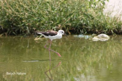 Black-necked stilt
ٹانگویں ٹللو
Tangwin  Tello
بلوچ اے مُرگ ءَ کہ ٹانگ ءِ دراج انت چمیشکا ٹانگویں ٹلو کنت ۔ اے گیشر دریا ءُ کور کنڈانی آپانی تہا وتی وراکاں شوہاز کنت
