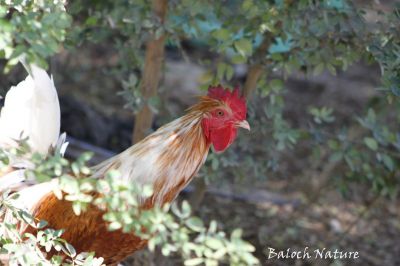 Cock 
کروس
Kros


بلوچستان ء ککوڑ چہ زمانگ ء دارانت ککّوڑ لوگ ء دپ ء ناروشت بوتگ کہ کدی مہمان کہ اتکگ گڈا ککوڑ مہمانی کتگ - کروس ککوڑے نریں انت - بلوچاں وھدے زمانگ ء کروس ء میڈ بوتگ او مرچی ہم است انت - باز مردم چہ شوق ء شرّیں زات ء کروس دارنت - ۔

