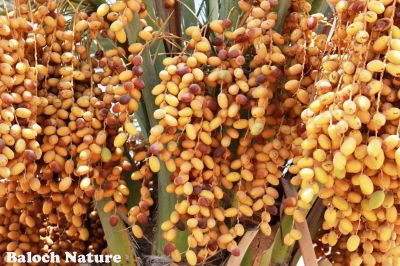 A kind of Date
بیگم جنگی
Begum jangi
بیگم جنگی مکران ءِ رژناہ ءُ تامدار تریں ناہ انت ، پہ کار ءُ بار ءَ ہم بیگم جنگی ءِ ناہ گیش چہ گیش بے ءُ شر بیت ۔  اے مچ ءَ اگاں تو پاک ءُ پلگار ءُ گور بکن ات ءُ اے باز ناہ دنت ۔ بیگم جنگی ناہ ءَ گیشتر ھُشک کن انت من انت  ءُ پاتاں یا مرچاں پلاسٹکاں کن انت ءُ زمستان ءِ توشگ ءَ کار مرز  کن انت ۔  بلے مرچاں ناہ ءَ شکر ءِ جاہ ءَ کارمرز کن انت بزاں کیک ءُ بسکوٹاں ہم ناہ پہ شرکنی کار مرز کن انت۔ بیگم جنگی ءِ پوگش باز تام دار انت ۔ 
