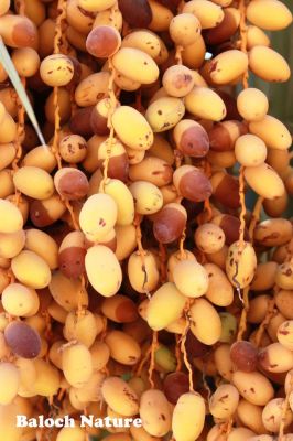 A kind of Date
بیگم جنگی
Begum jangi
بیگم جنگی مکران ءِ رژناہ ءُ تامدار تریں ناہ انت ، پہ کار ءُ بار ءَ ہم بیگم جنگی ءِ ناہ گیش چہ گیش بے ءُ شر بیت ۔  اے مچ ءَ اگاں تو پاک ءُ پلگار ءُ گور بکن ات ءُ اے باز ناہ دنت ۔ بیگم جنگی ناہ ءَ گیشتر ھُشک کن انت من انت  ءُ پاتاں یا مرچاں پلاسٹکاں کن انت ءُ زمستان ءِ توشگ ءَ کار مرز  کن انت ۔  بلے مرچاں ناہ ءَ شکر ءِ جاہ ءَ کارمرز کن انت بزاں کیک ءُ بسکوٹاں ہم ناہ پہ شرکنی کار مرز کن انت۔ بیگم جنگی ءِ پوگش باز تام دار انت ۔ 
