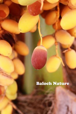 A kind of Date
بیگم جنگی
Begum jangi
اے بیگم جنگی ءِ پوگس انت ۔
