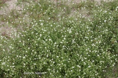 Corn Spurry (Spergula arvensis)
ڈنڈلو
Dandalo
گونڈیں ءُ بارگیں ورّودیں کاہے، کہ گیشتر گلّہہ ءُ جوانی ڈگارانی توک ءَ رودیت - اشیا کاہُک ءِِ وڈا کارمرز کن انت
نمنتوک ءُ ڈنڈلو ہردو گُہاراں 
مات ءِ مُرتگ بلے پُرس نہ داراں
