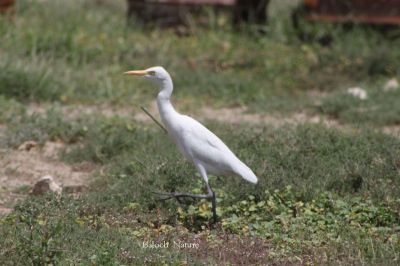 White Heron
کنگ
Kang


